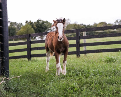 brown-and-white-horse-standing-on-green-grass-1474059