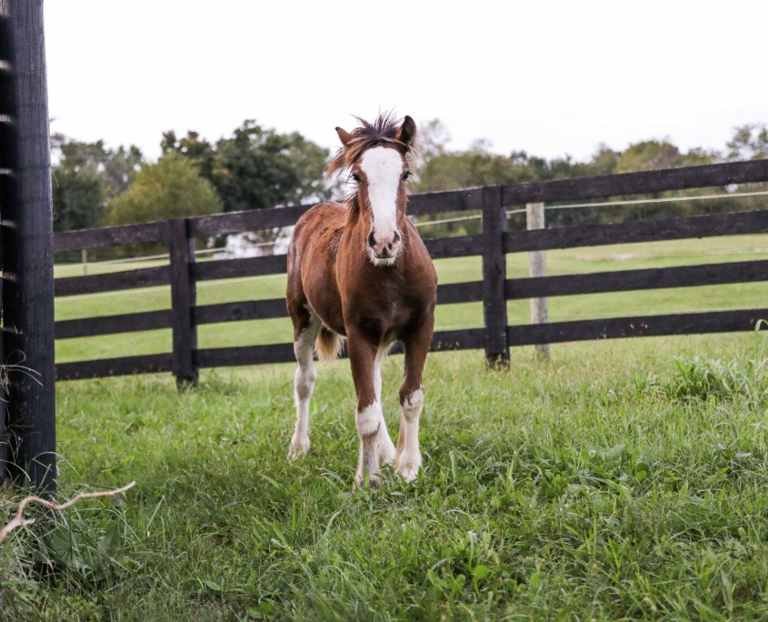 brown-and-white-horse-standing-on-green-grass-1474059