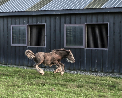 Tuinhuis/Schuur